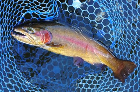 良型連発！ ～岡崎トラウトポンド～